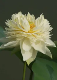 千瓣莲的观赏日记