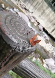 孤女何求（NPH）